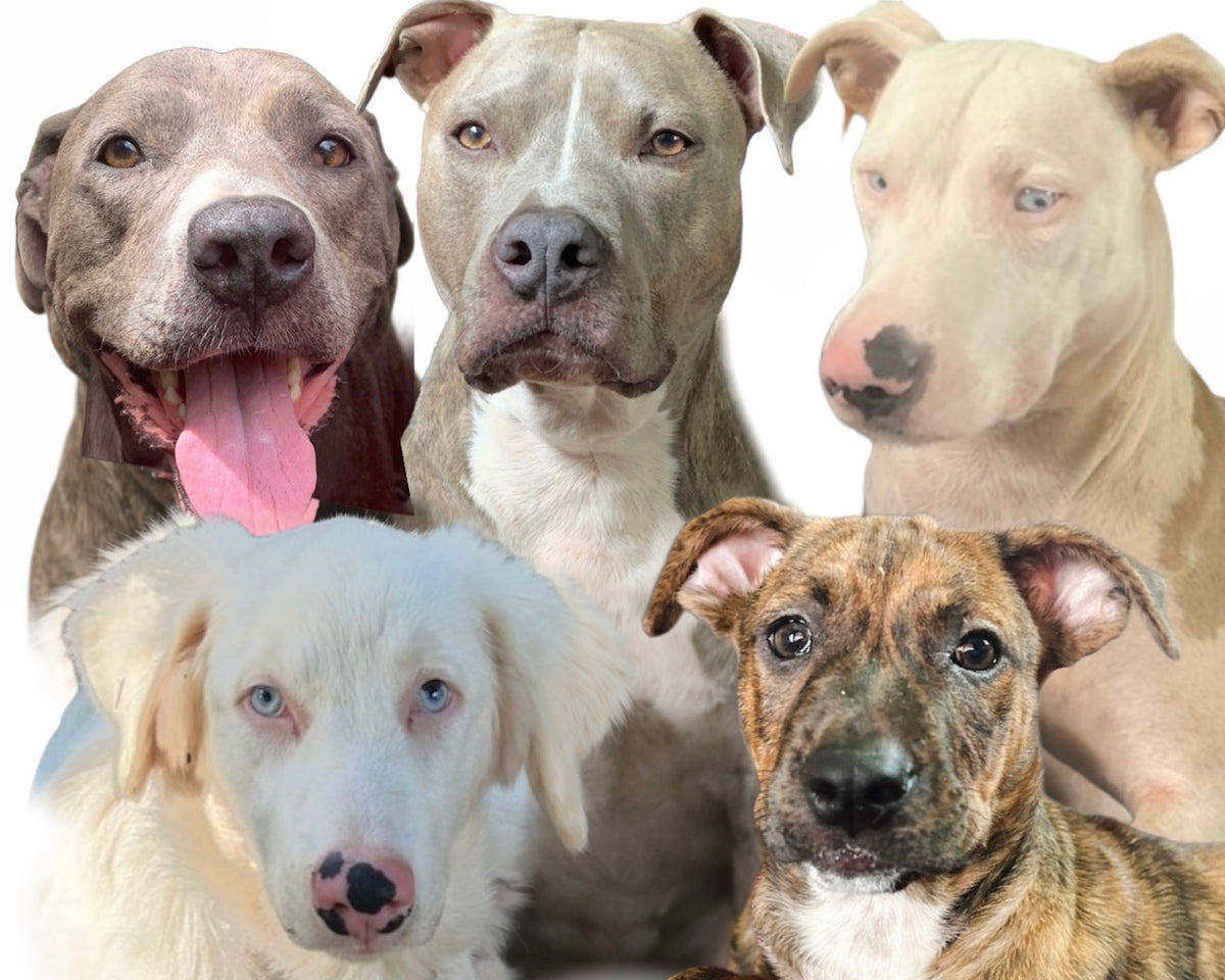 Custom 5-Dog Portrait Commission – Payment 7 of 8 (11x14 Drawing)