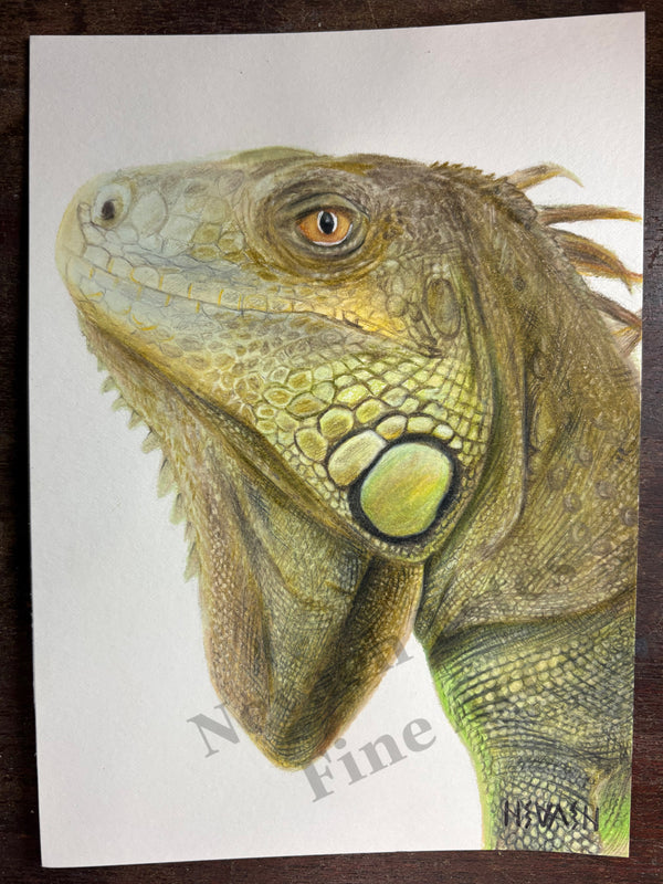 "Iguana"